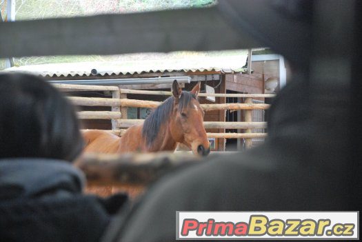 27. května 2917 - sobota - Horsemanship 3 kurz s Václavem Bo – fotografie 1