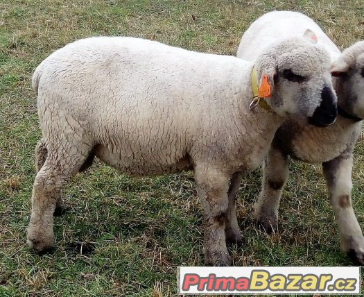 Prodám plemenného berana Oxford Down linie ORFEUS – fotografie 1