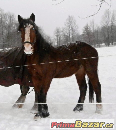 Kobyla slezského norika – fotografie 1
