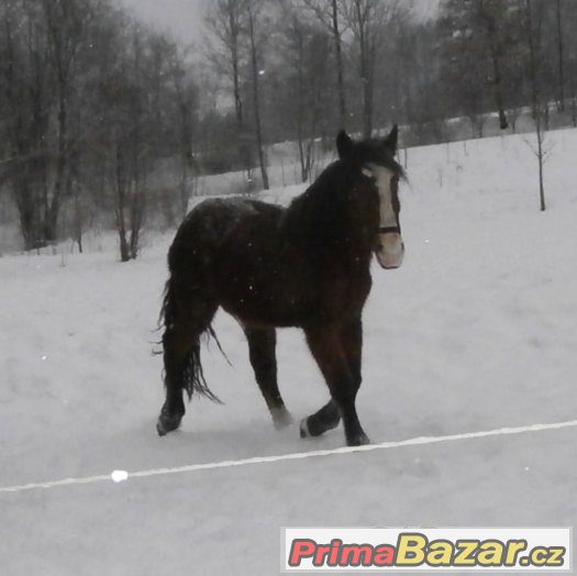 Kobyla slezského norika – fotografie 2
