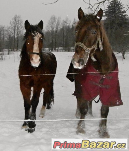 Kobyla slezského norika – fotografie 3
