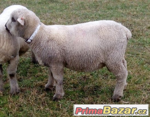 Prodám plemenného berana Oxford Down linie ORFEUS – fotografie 1