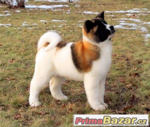 Americká akita s PP – fotografie 1