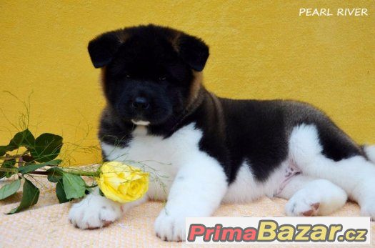 Americká akita s PP – fotografie 2