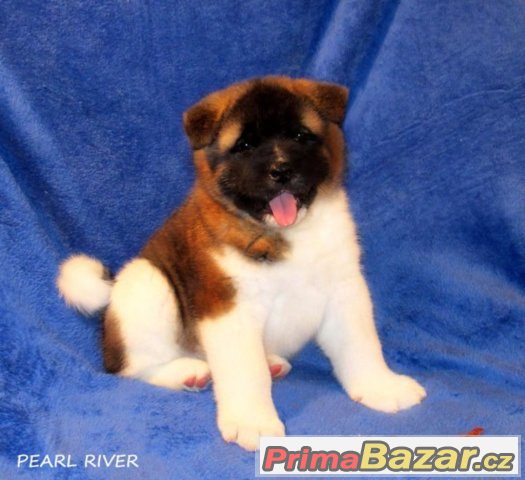 Americká akita s PP – fotografie 3