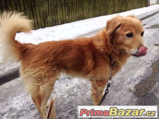 Buddy - akutní adopce – fotografie 2