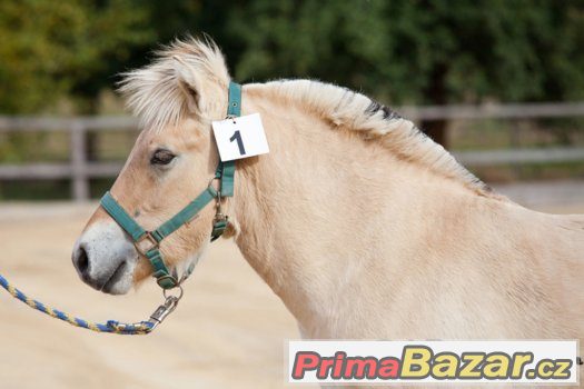 Prodám fjordského hřebce Mitsubishi s PP Holandsko – fotografie 3