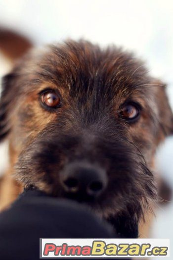Max – fotografie 1