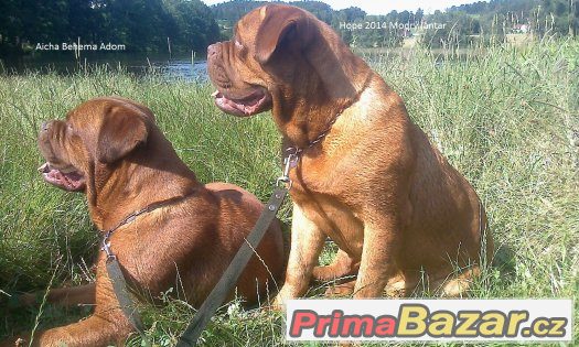 Bordeauxská doga - zadám štěňata s PP – fotografie 1