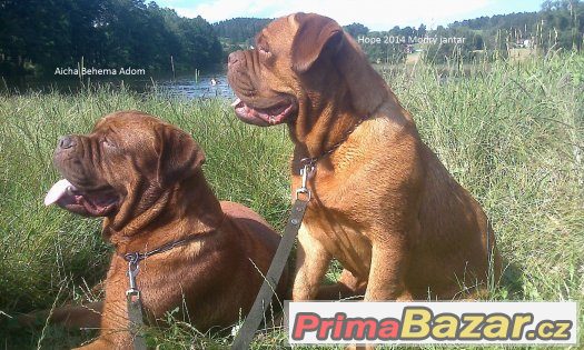 Bordeauxská doga - zadám štěňata s PP – fotografie 3