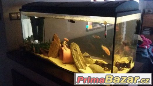 akvarium – fotografie 1