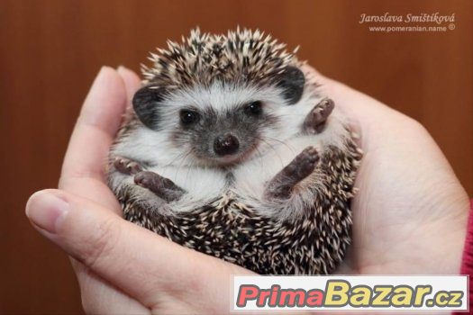 Ježek Bělobřichý-Poptávka :) – fotografie 1
