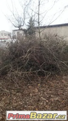 Větve