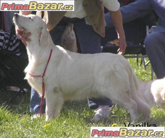 Zlatý retrívr s PP – fotografie 3