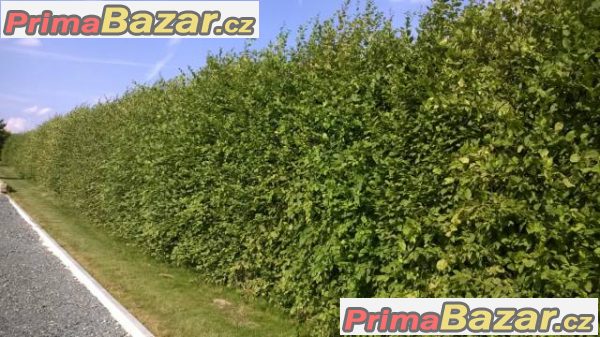 Habr obecný 50 cm za akční cenu 12,-Kč! – fotografie 1