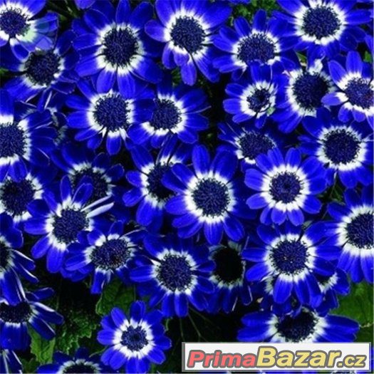 Semínka Blue Daisy A1 – fotografie 1