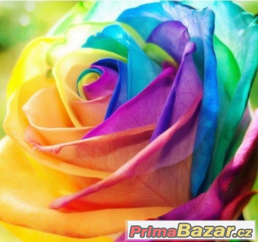 Semínka Růže Rainbow Burgundy – fotografie 1