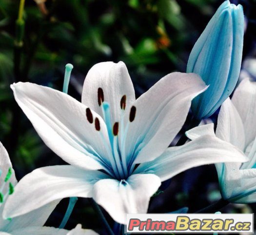 Semínka Blue Heart Lily – fotografie 1