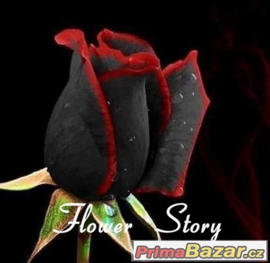 Semínka Black Red Rose Indiris – fotografie 1