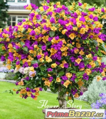 Semínka Floriferous Color