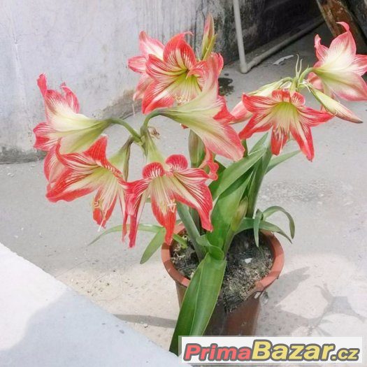 Semínka Amaryllis Hippeastrum – fotografie 2