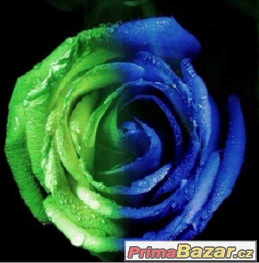 Semínka Růže Grower Plus – fotografie 1