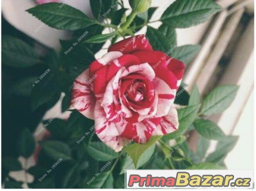Semínka Růže White Blood Love – fotografie 2