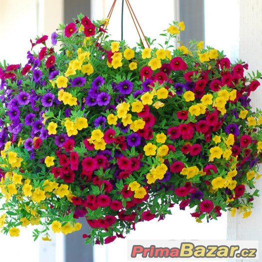 Semínka PetuniaS Heirloom – fotografie 1