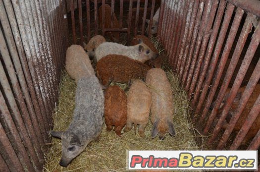 Selata mangalica – fotografie 1