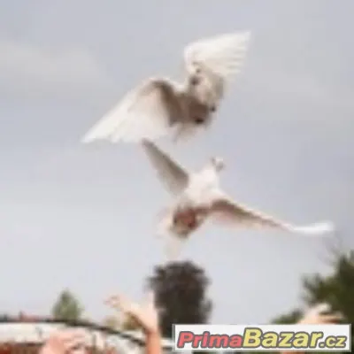 Svatební holubice