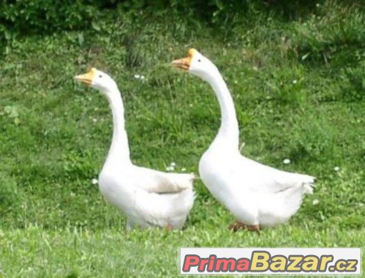 Husa labutí šedá a bílá – fotografie 2