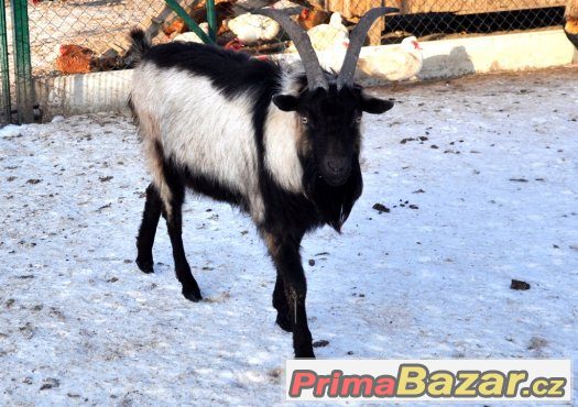 prodáme alpinského kozla – fotografie 1