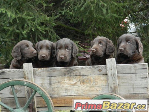 flat coated retriever s PP hnědá štěňátka-REZERVACE – fotografie 1