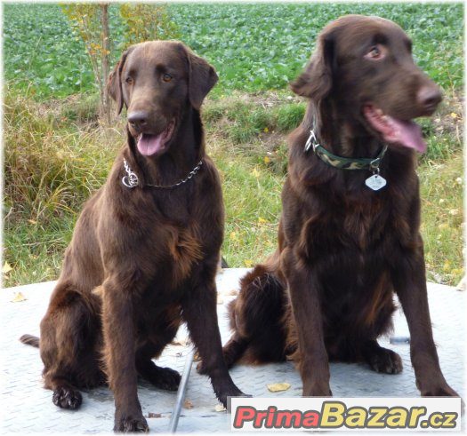 flat coated retriever s PP hnědá štěňátka-REZERVACE – fotografie 2