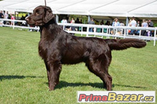 flat coated retriever s PP hnědá štěňátka-REZERVACE – fotografie 4