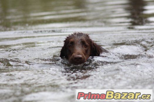 flat coated retriever s PP hnědá štěňátka-REZERVACE – fotografie 5