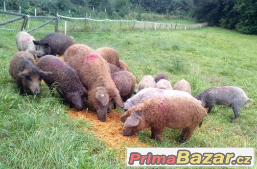 Mangalica jateční – fotografie 1