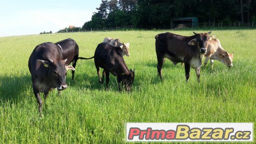 Prodáme 6 ks jalovic MINI ZEBU – fotografie 3