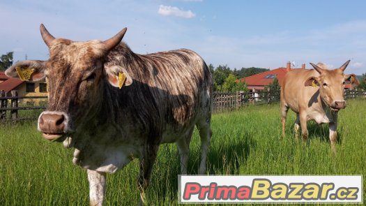 Prodáme 6 ks jalovic MINI ZEBU – fotografie 4