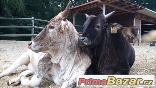 Prodáme 6 ks jalovic MINI ZEBU – fotografie 5
