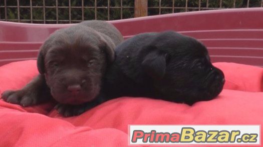 Labradorský retriever štěňata s PP – fotografie 3