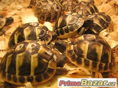 Suchozemské želvy - s možností dopravy