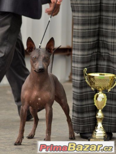 AMERICKÝ BEZSRSTÝ TERIÉR - american hairless terrier – fotografie 2