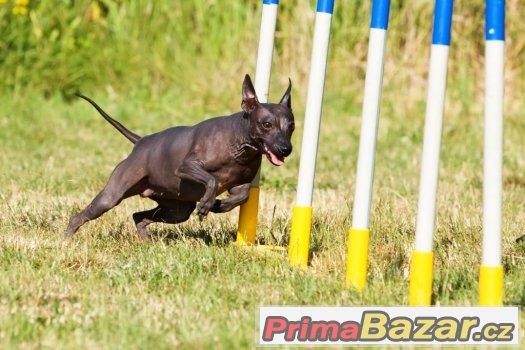 AMERICKÝ BEZSRSTÝ TERIÉR - american hairless terrier – fotografie 3