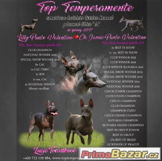 AMERICKÝ BEZSRSTÝ TERIÉR - american hairless terrier – fotografie 4
