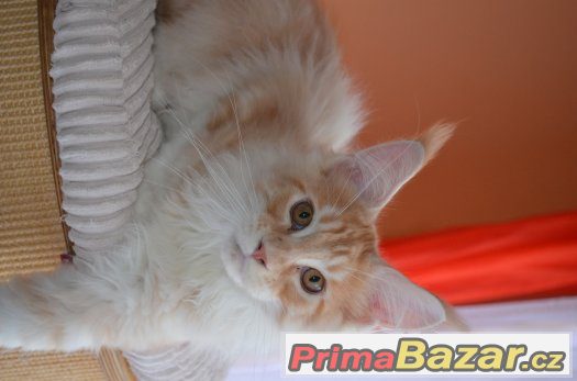 Mainská mývalí s PP – fotografie 2