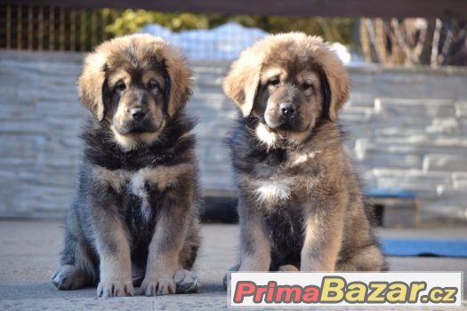 Fenka tibetské dogy s PP – fotografie 1