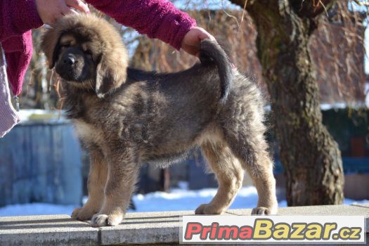 Fenka tibetské dogy s PP – fotografie 4