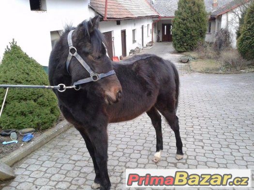 Hřebeček WPBR – fotografie 2