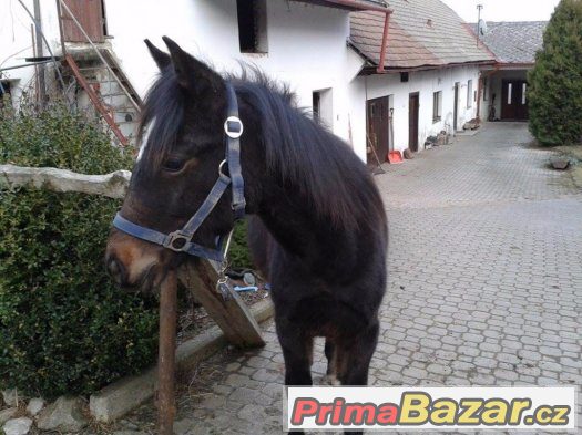 Hřebeček WPBR – fotografie 3